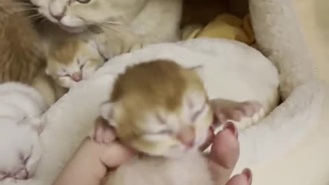 Cat Cuddles Her New Born Kittens, Cuteness Overload