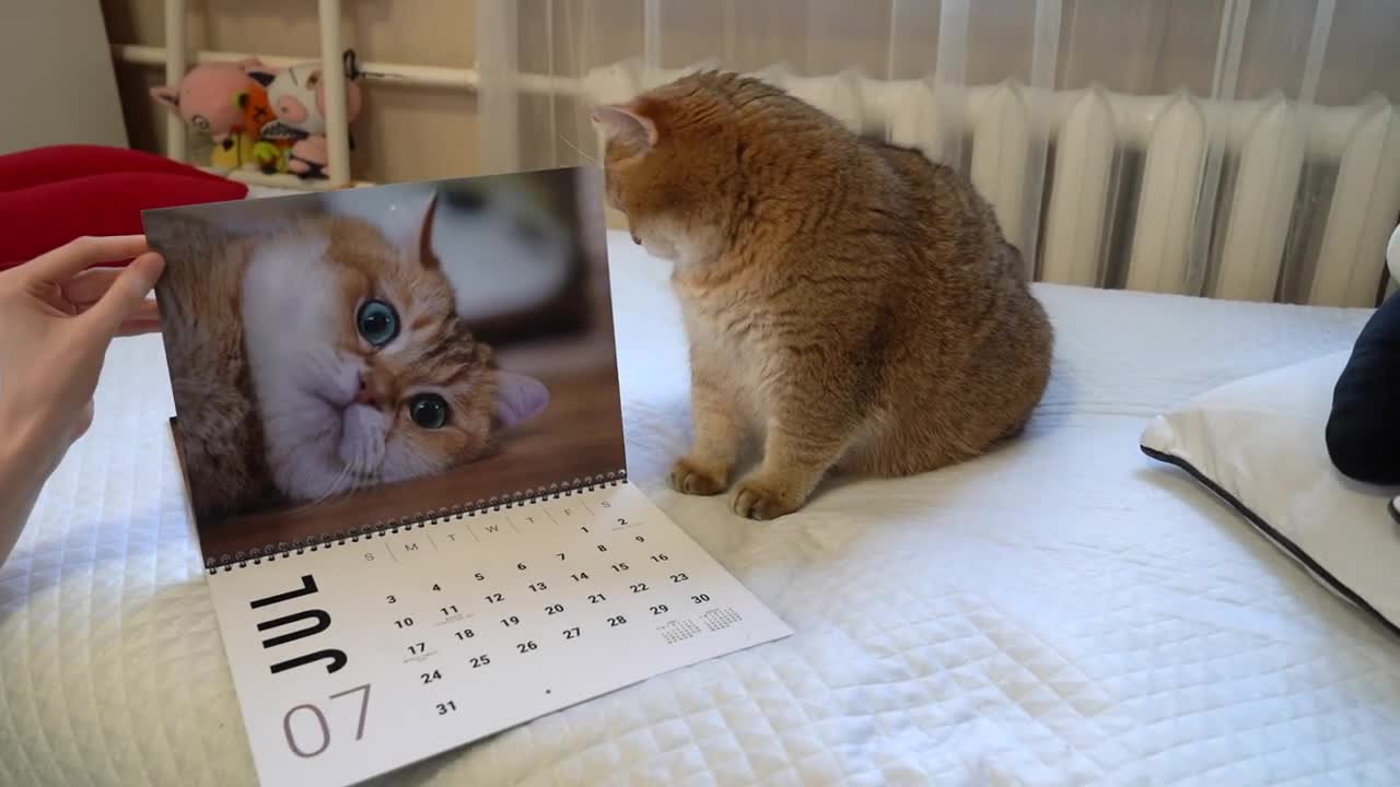 Hosico Calendar 2022!