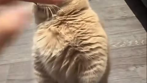 naughty meow
