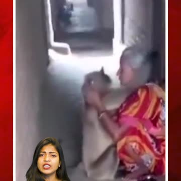 వృద్ధురాలిపై కొండముచ్చు దాడి #short #baboon #olderwomen | FBTV NEWS