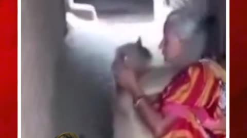 వృద్ధురాలిపై కొండముచ్చు దాడి #short #baboon #olderwomen | FBTV NEWS