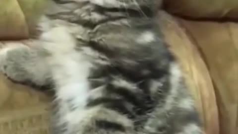 cute cats-funny kitten #shorts