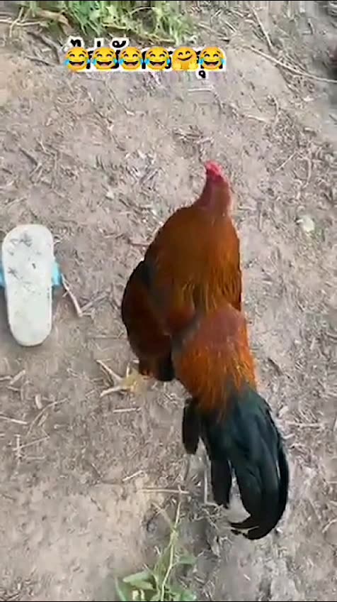 This funny rooster doesn’t realize a slipper isn’t a hen! 🐔👞😂😅