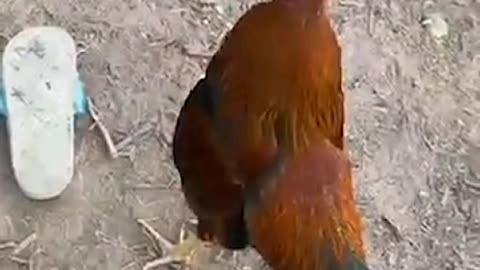 This funny rooster doesn’t realize a slipper isn’t a hen! 🐔👞😂😅