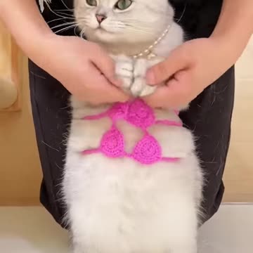 Cute overload ❣️❣️❣️