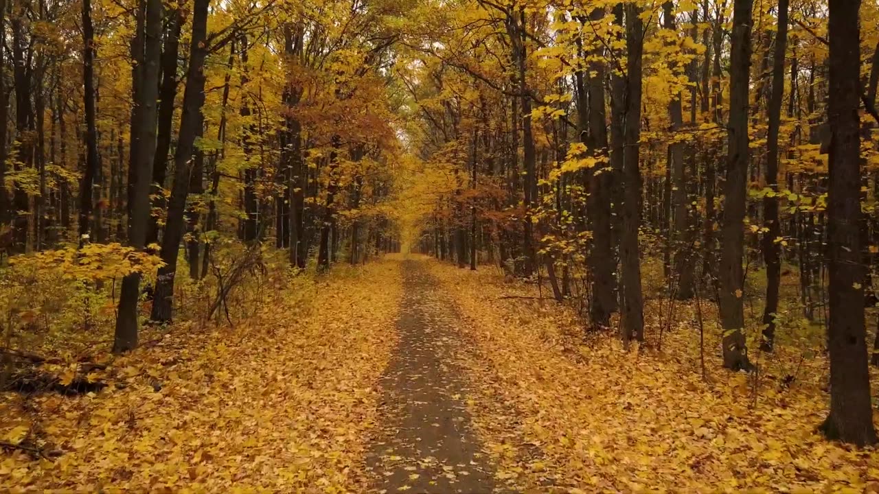 Breathtaking Autumn Nature Scenery Relaxing Music for Stress