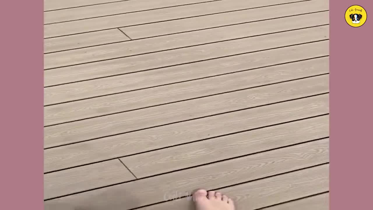 Funniest Animals | Funny Dog And Cat | Funny Animals Video #49