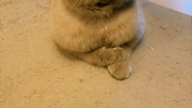VIRAL!! Cat On Snapchat 🤣😄