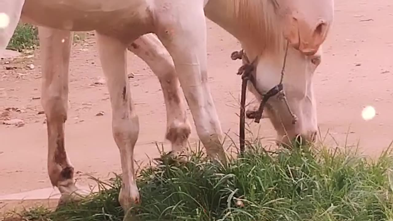 #Horselover