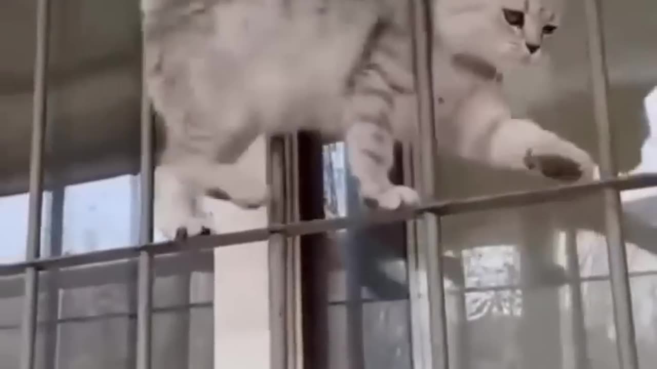 Cat Dance Ammazing