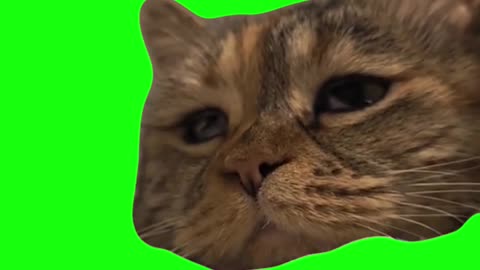 Sad Cat Returns | Green Screen