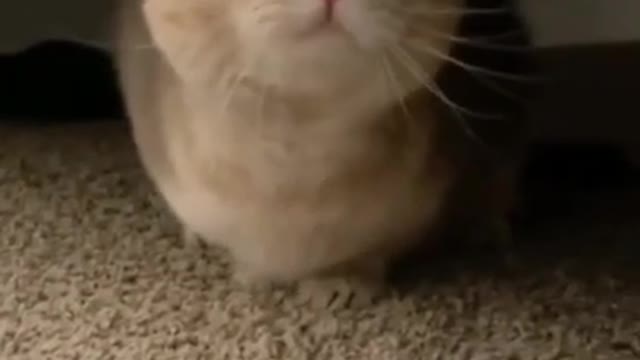 2.cute cat and funny cat shorts❤ 🥰