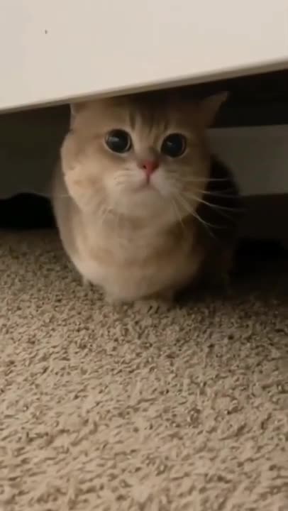 2.cute cat and funny cat shorts❤ 🥰