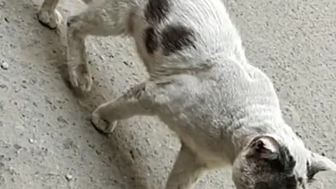 Cat vs dog funny video by 2022