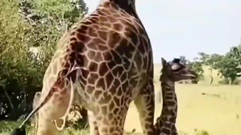 Patient Predator: Cheetah's Calculated Wait for the Perfect Moment - Part 1