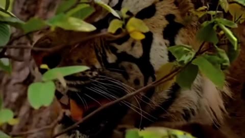 A close-up of a tiger. Its teeth are sharp