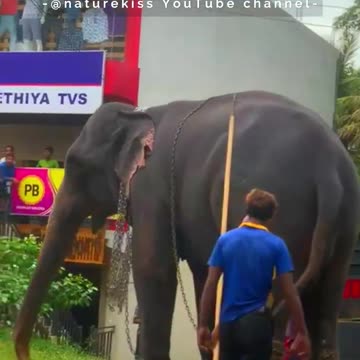 Transportation of Elephants in Sri Lanka #elephants #ali #shortsvideo #srilanka @naturekiss6