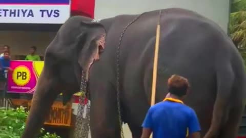 Transportation of Elephants in Sri Lanka #elephants #ali #shortsvideo #srilanka @naturekiss6