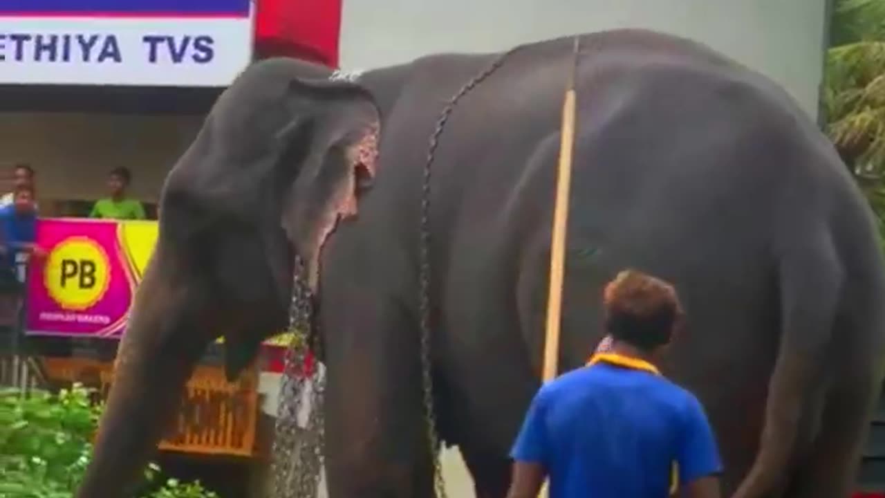Transportation of Elephants in Sri Lanka #elephants #ali #shortsvideo #srilanka @naturekiss6