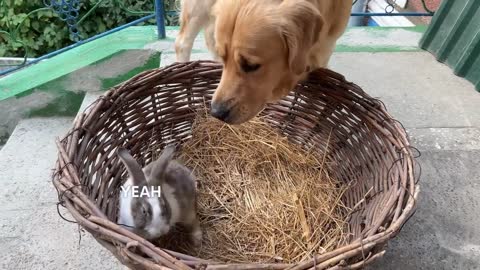 Gentle Golden Retriever Meets A Bunny For The First Time