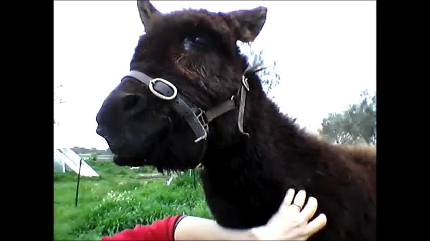 Little Donkey Hope Pulls Some Funny Faces