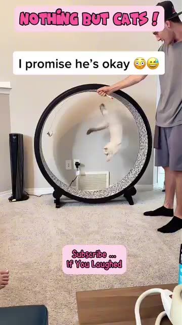 😻 Funny Cats: What’s Wrong Here? 😹 Is The Cat OK? 🐾 The TV Is Not OK 😸 Funny Cats 💕Nothing But Cats!