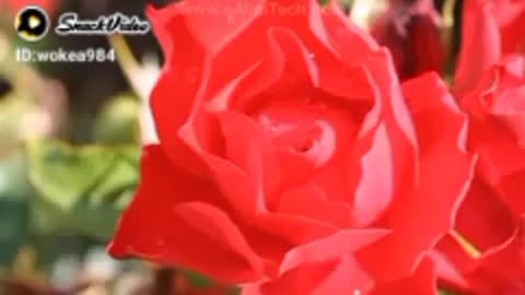 Name of Allah