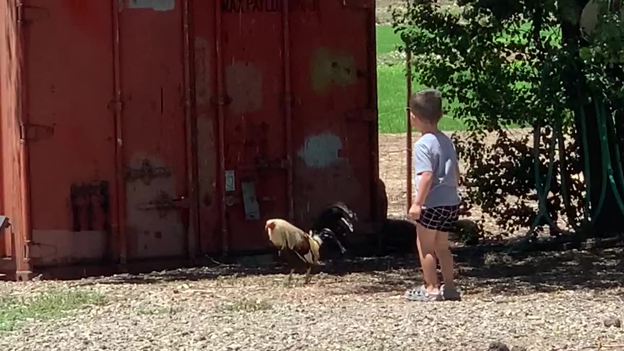 Rooster Gets Revenge On Kicking Boy