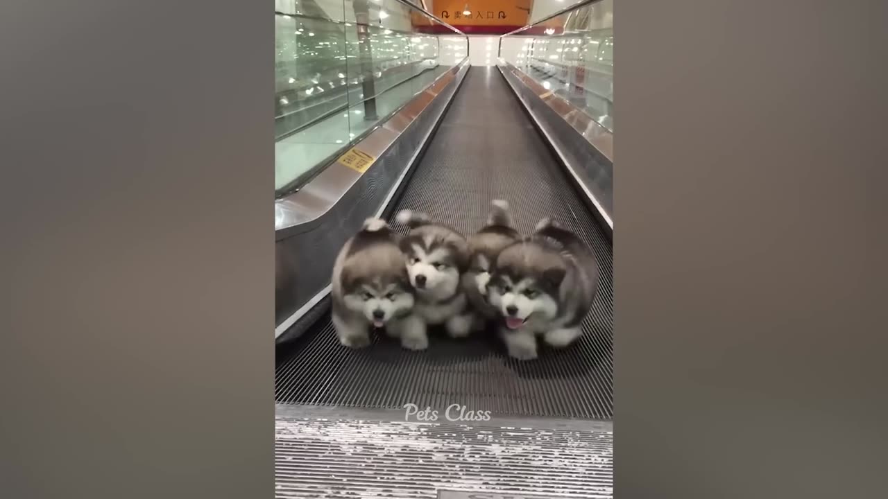 Funniest Animals 2023 π Funny Cats and Dogs Videos πΊπΆ Part 1