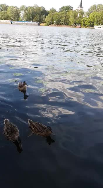 Ducks feeding🦆🧡