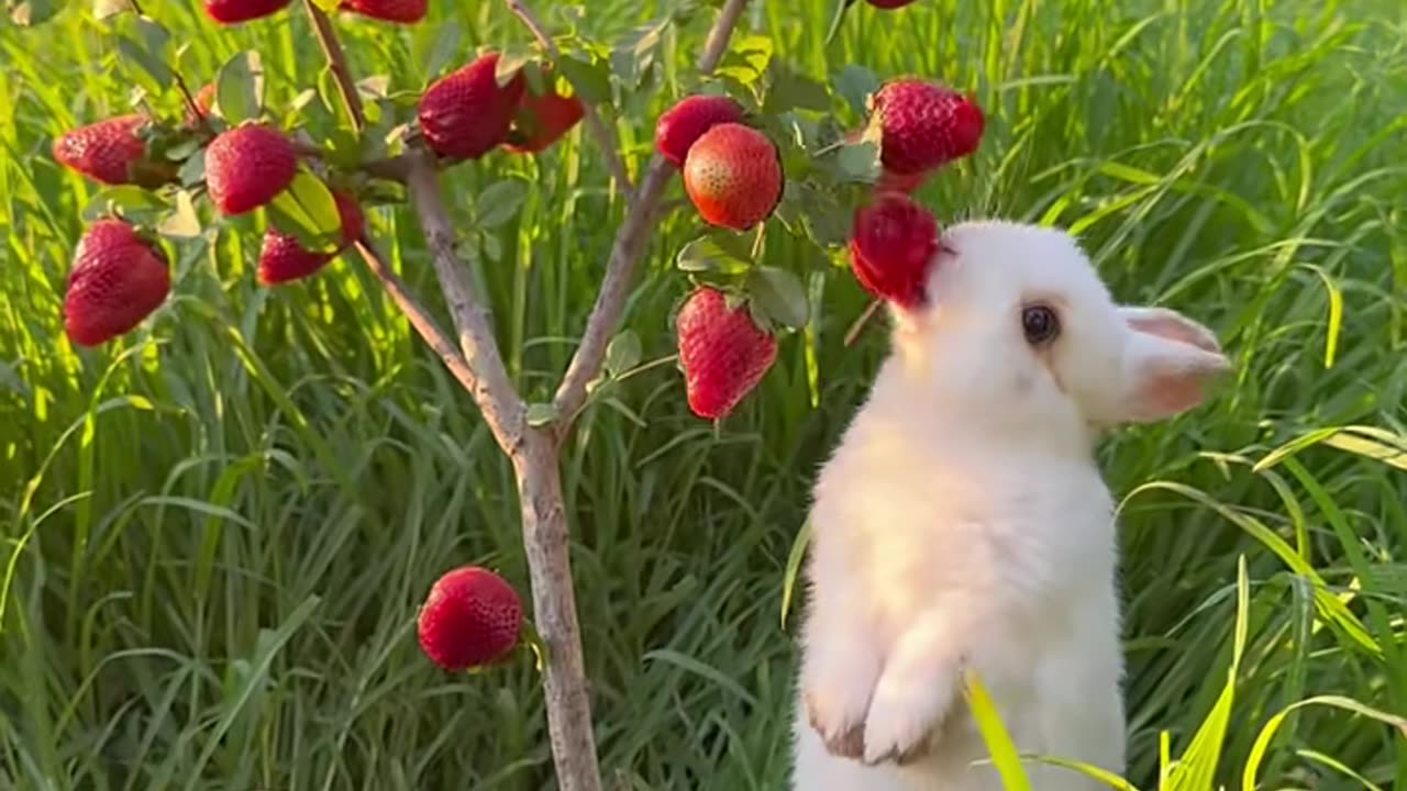 Rabbit Eating Strawberry Asmr