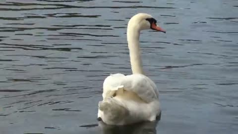 Big white swan swimming at Prague, Czech Republic.