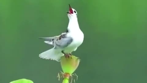 Beautifull Birds