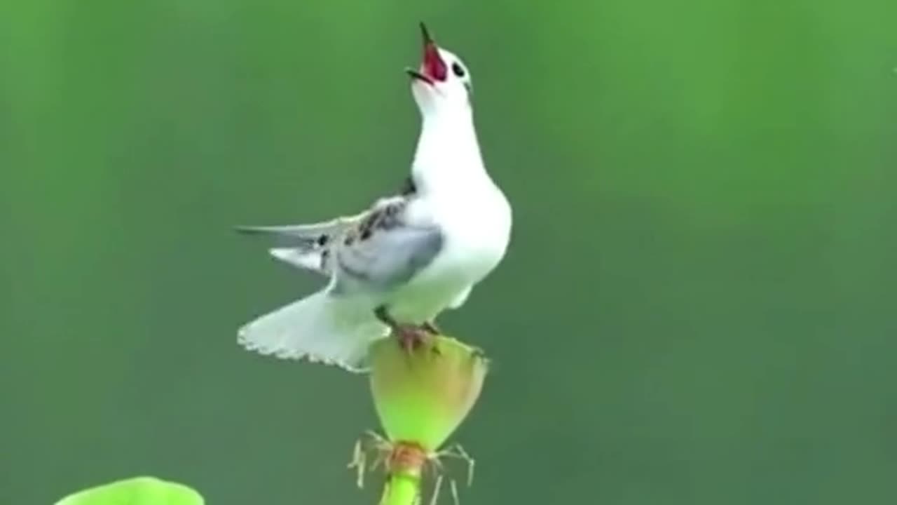 Beautifull Birds