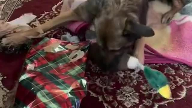 Dog Impatiently Rips Paper Off Her Present