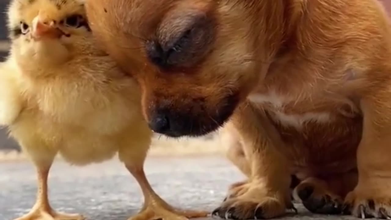 Cute Little Puppy And The Little Chick