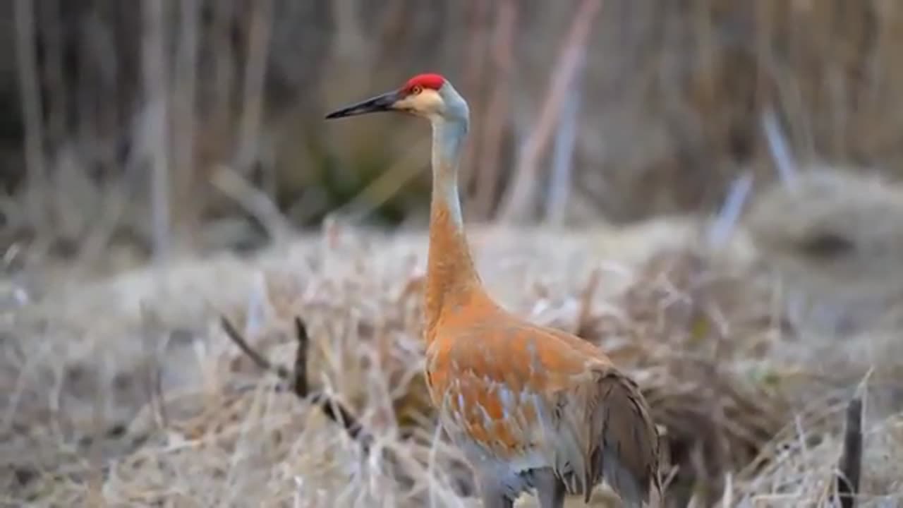 Amazing Largest Birds of the world 🌎. Birds of the rain forest