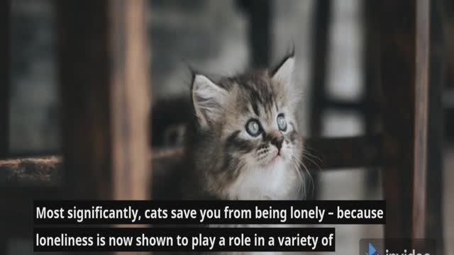 Amazing Facts About Cats