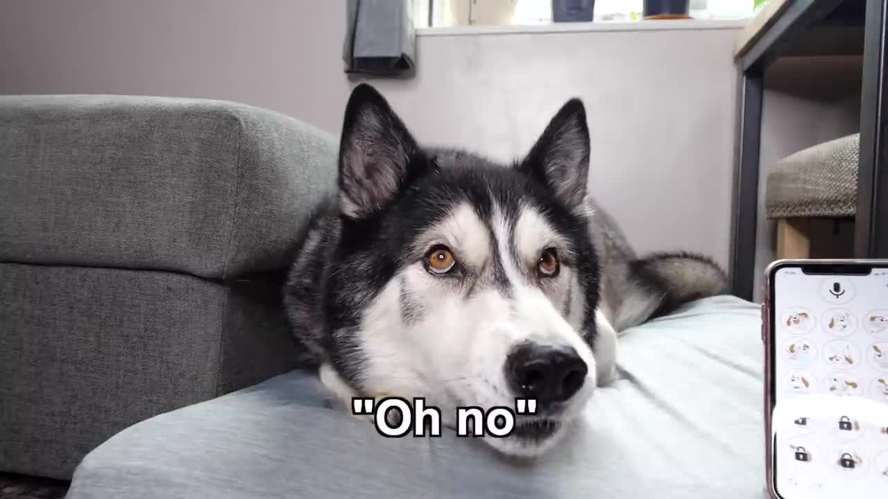 A Phone App Translates My Husky Speaking! Testing Dog Translators!