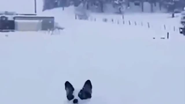 Look good he's not a rabbit