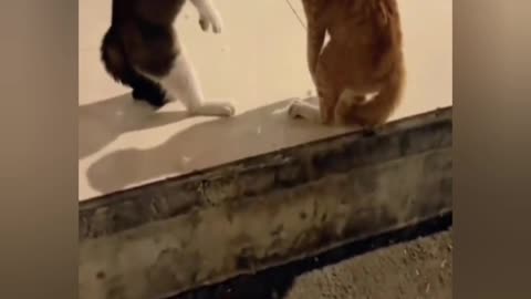 Funniest animals fight ||cat