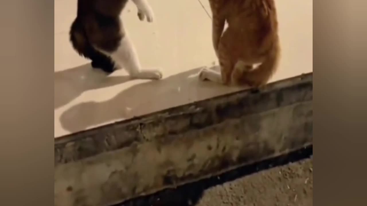 Funniest animals fight ||cat