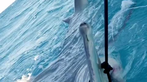 Insane animal 😲