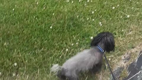 Petesy taking Scruffy for a walk