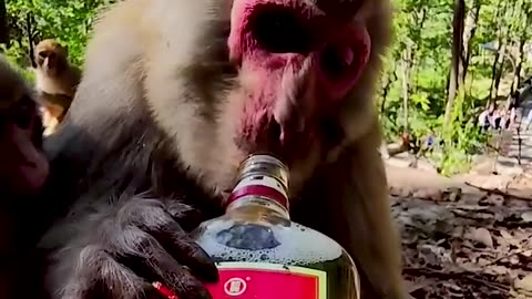 Monkey Drink 🍻🍻😂🤣