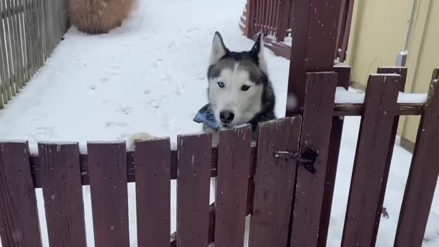 Husky’s Best Snow Day Ever