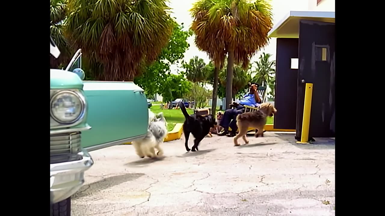 Baha Men - Who Let The Dogs Out (Official Video)