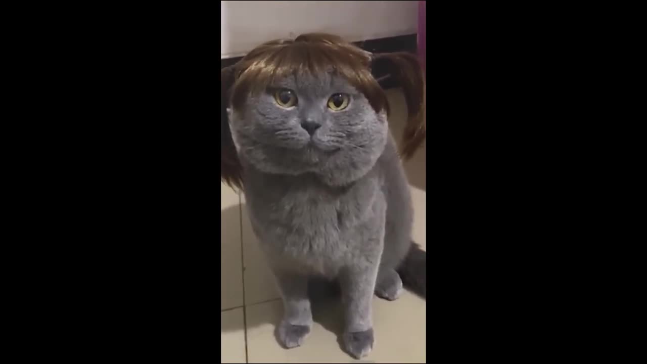 Funniest Animals 2023