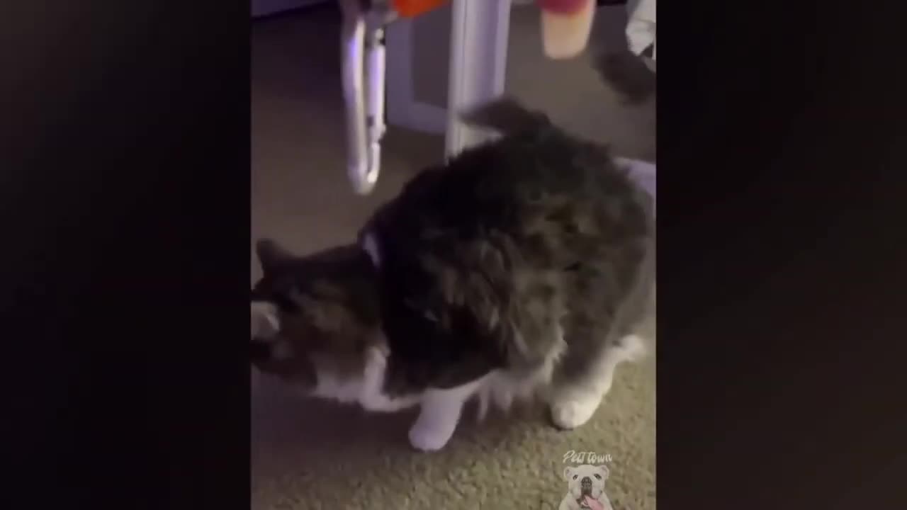 Cats playing with light dots. So cute Awww 🥰🥰. Can't stop laughing 🤣😹