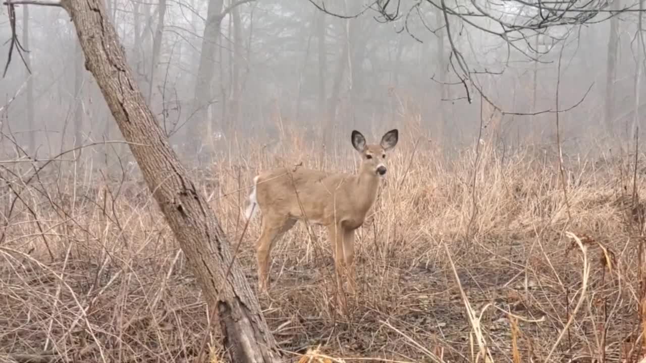 White tailed deer familly, chipmunk, crayfish and some birds 17.03.2022